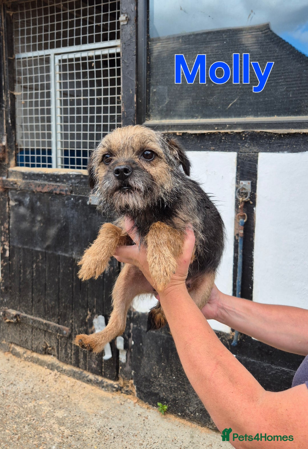 Border Terrier dogs for sale: Adult Female Border Terriers - Image 8