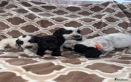 Cocker Spaniel dogs for sale: Cocker spaniel puppy’s - Image 12