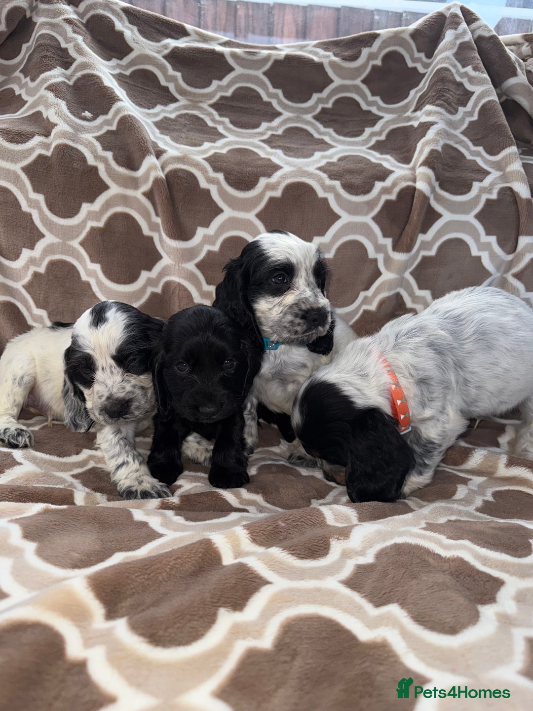 Cocker Spaniel dogs for sale: Cocker spaniel puppy’s - Image 12
