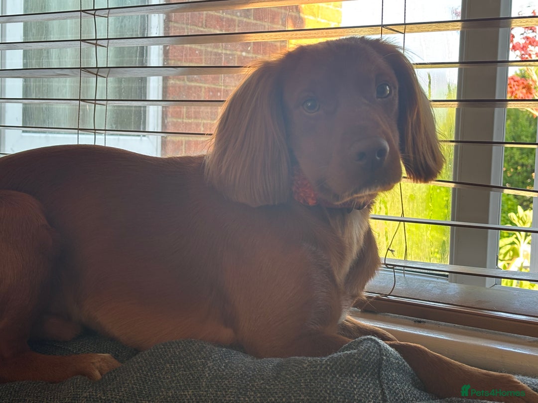 Cocker Spaniel dogs for stud: Master Charles White (KC name) - Image 3