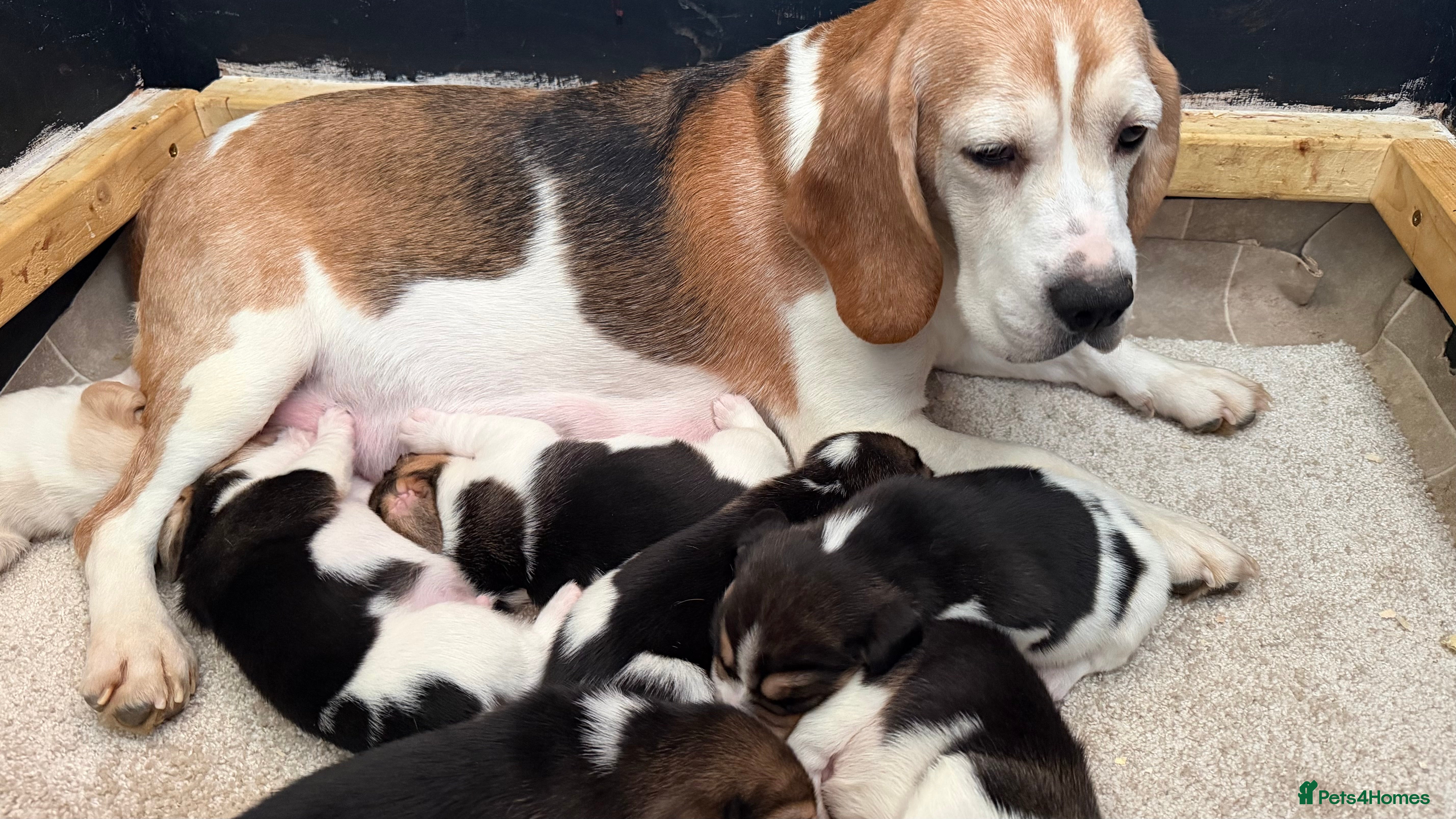 Beagle dogs K reg show winning beagles  in Newark - Advert 3