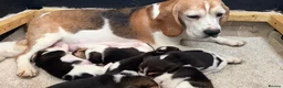 Beagle dogs for sale: Kc registered,,,  show winning beagles  - Advert 7