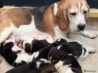 Beagle dogs K reg show winning beagles in Newark - Advert 1