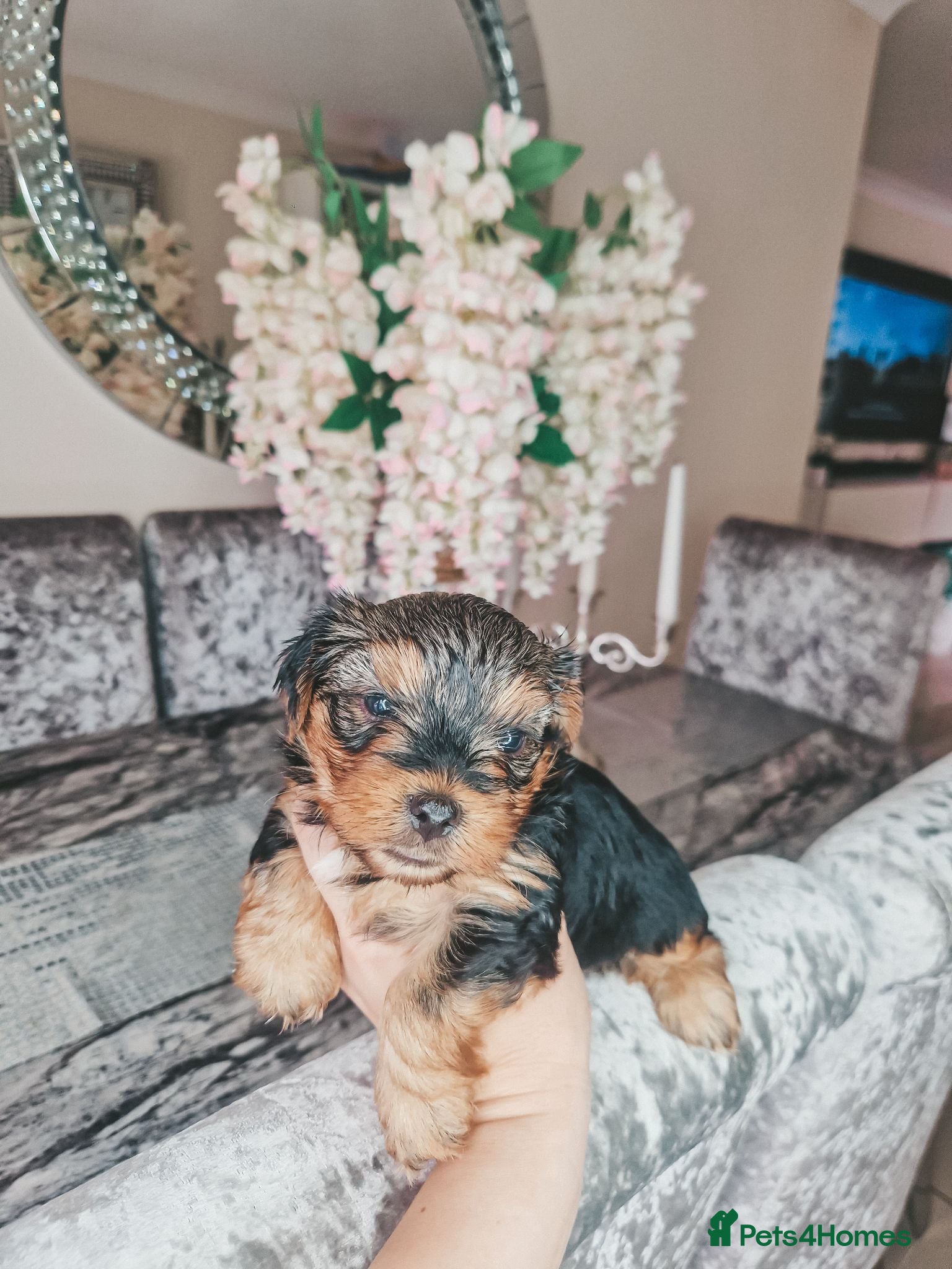 Yorkshire Terrier dogs Mini Yorkshire terrier puppies  - Advert 2