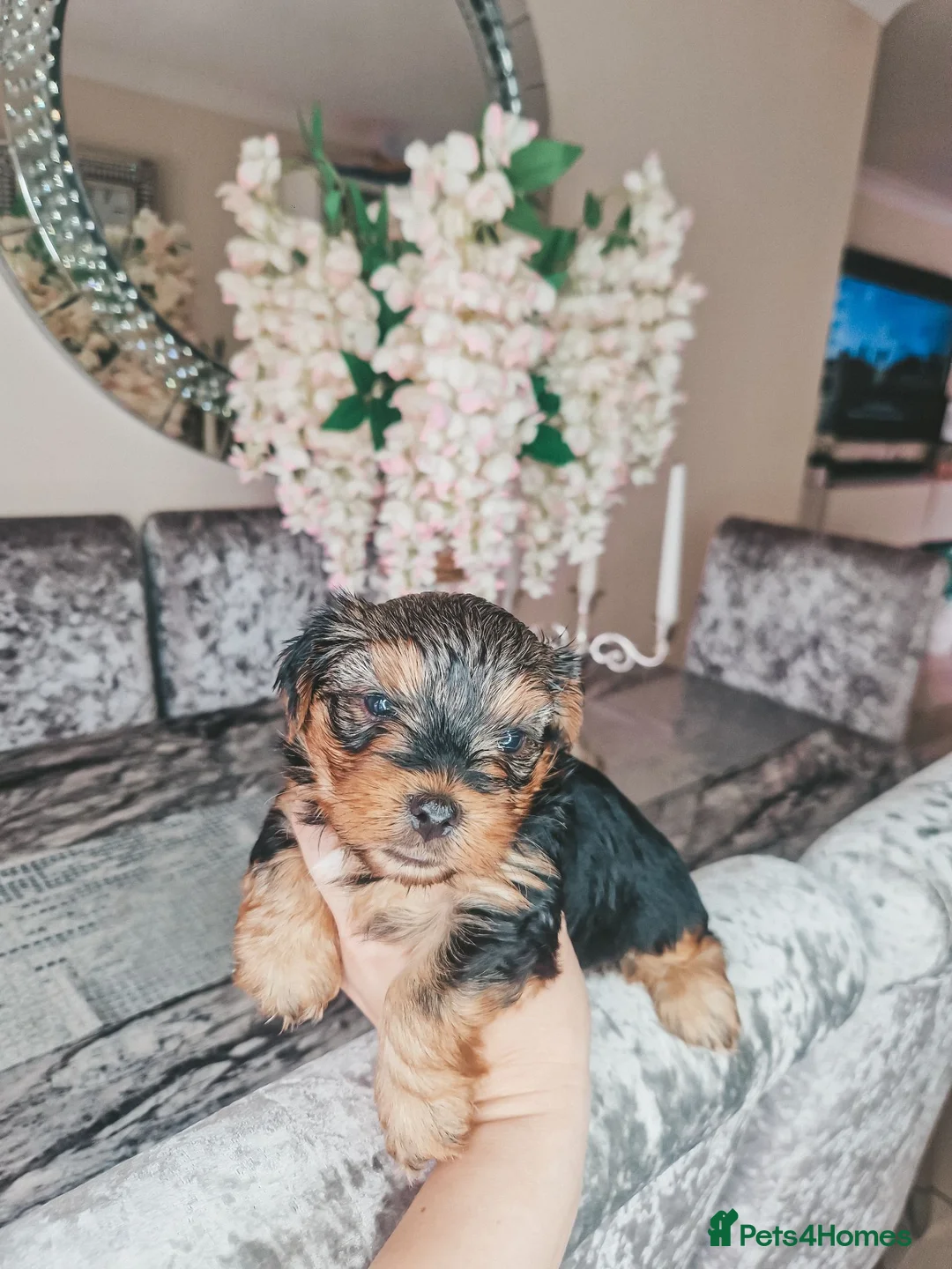 Yorkshire Terrier dogs for sale: Mini Yorkshire terrier puppies  in Nottingham - Advert 2