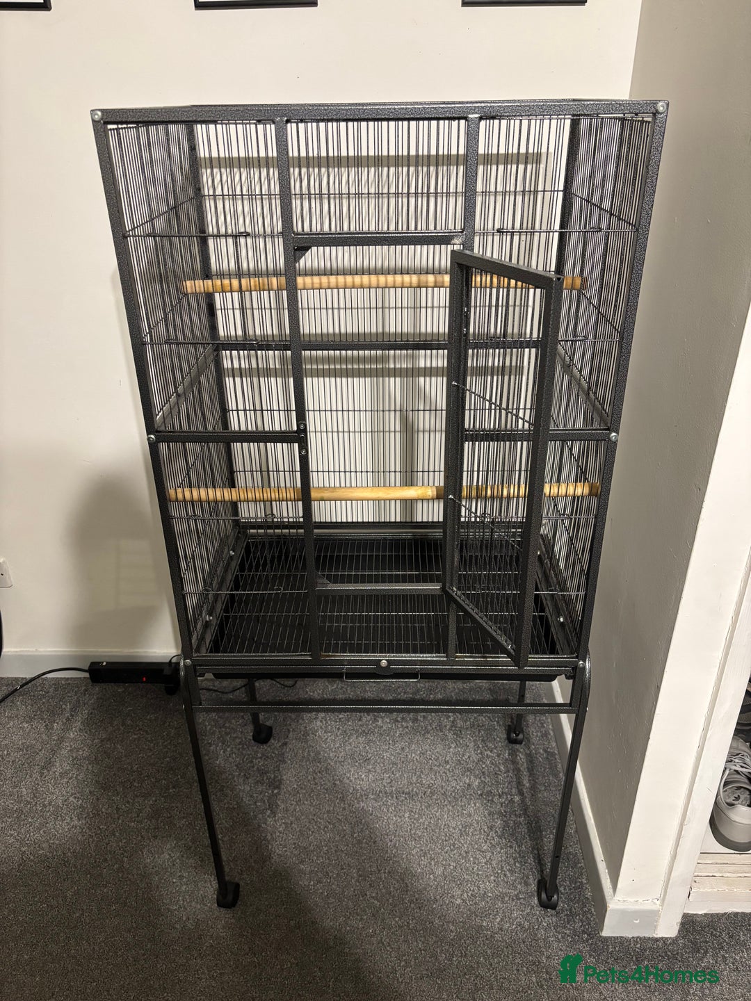 Cockatiels birds for sale: Super Tame White Face Cockatiel - 18 months  - Advert 4