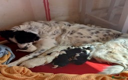 Border Collie dogs for sale: Border Collies for sale - Image 9