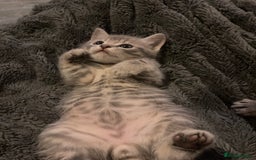 Scottish Fold cats for sale: Beautiful Scottish fold kittens - Image 7
