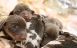 Miniature Dachshund dogs for sale: KC Miniature Dachshund Puppies - Image 12