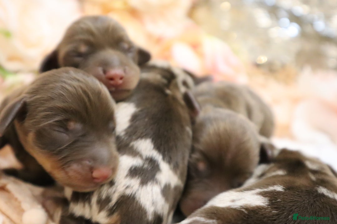 Miniature Dachshund dogs for sale: KC Miniature Dachshund Puppies - Image 12