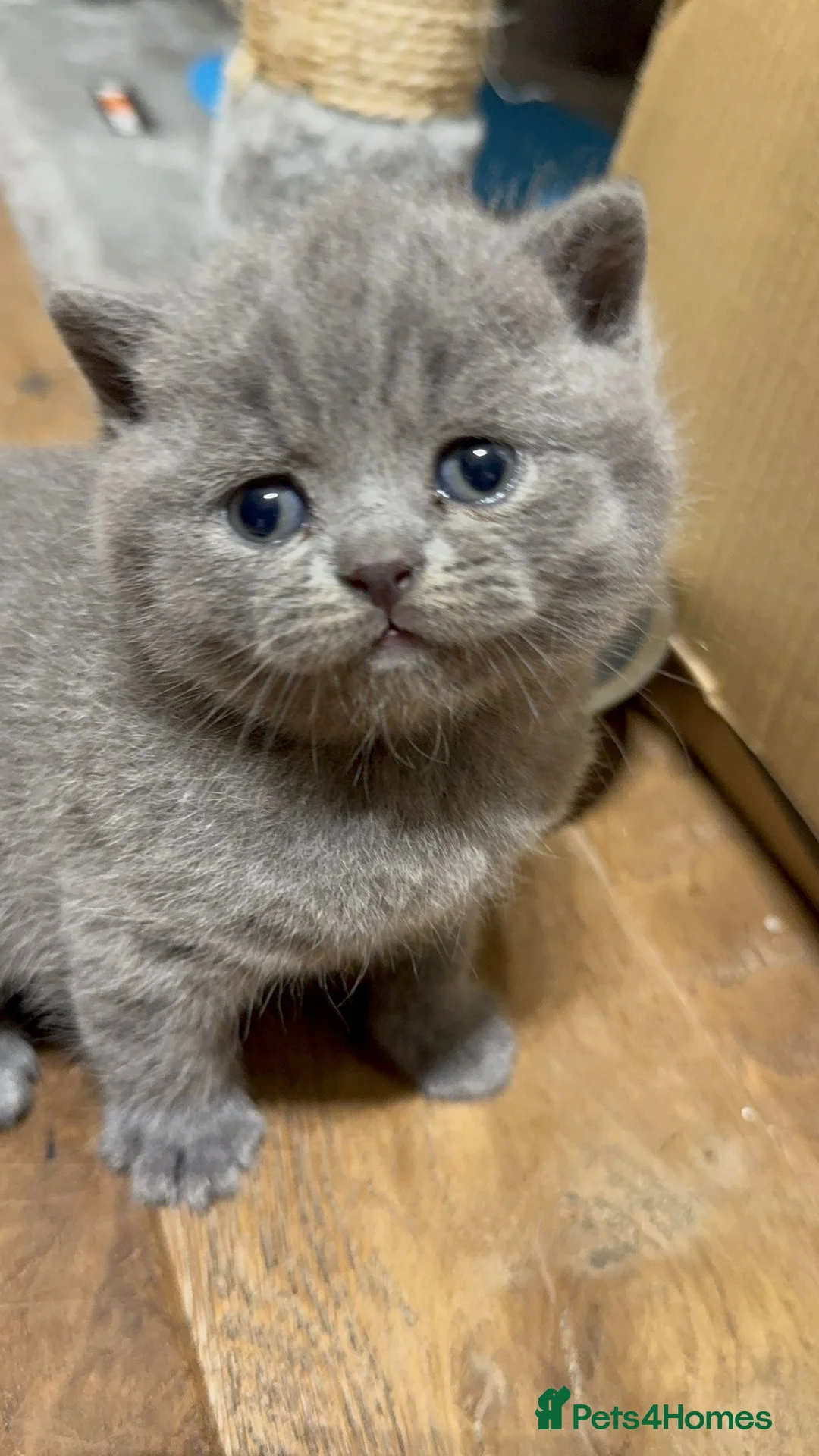 British Shorthair cats for sale: British shorthair  in Manchester - Advert 12