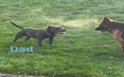 Staffordshire Bull Terrier dogs for sale: Last beautiful girl left 🐶 - Image 5