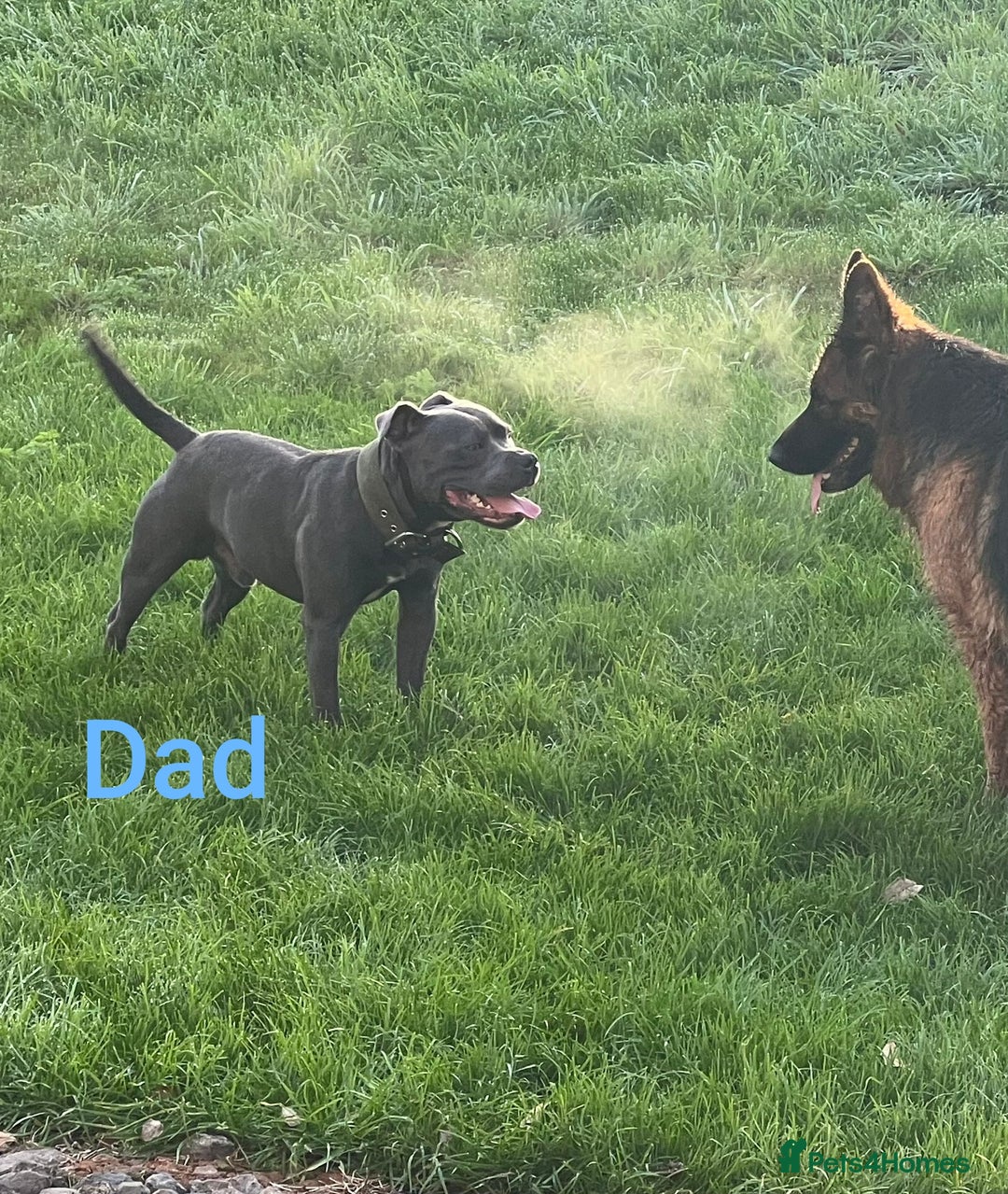 Staffordshire Bull Terrier dogs for sale: Last beautiful girl left 🐶 - Image 5
