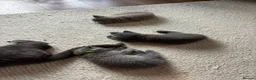 British Shorthair cats for sale: British Short Hair One Beautiful Female Available - Advert 11