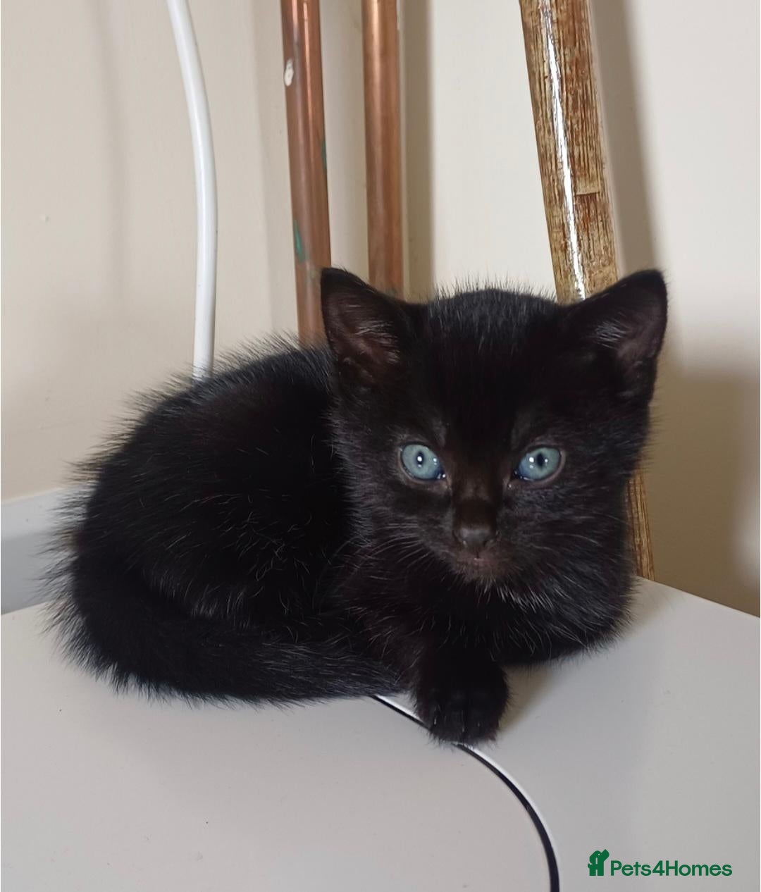 Mixed Breed cats Stunning very loving kittens  - Advert 2
