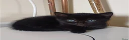 Mixed Breed cats for sale: Stunning very loving kittens  - Advert 2