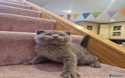 Scottish Fold cats for sale: 1 BSH Boy AVAILABLE. in Sheffield - Image 29
