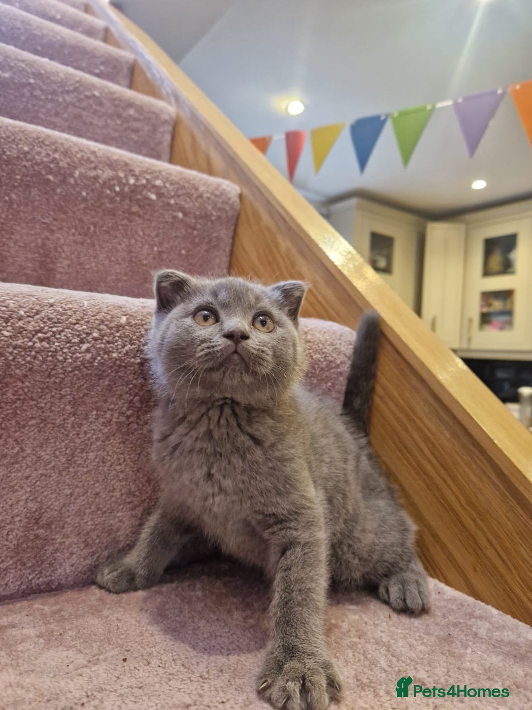 Scottish Fold cats for sale: 1 BSH Boy AVAILABLE. in Sheffield - Image 29