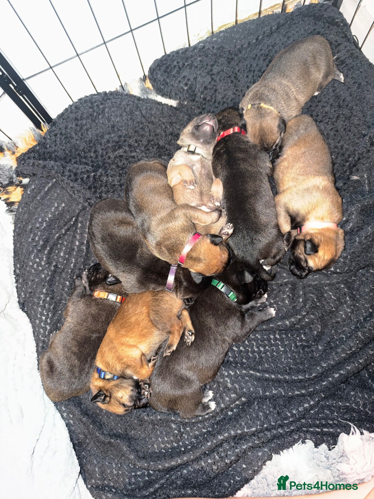 Belgian Shepherd Dog dogs for sale: Health tested dark stable but able Malinois  - Advert 1