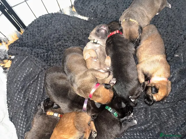 Belgian Shepherd Dog dogs for sale: Health tested dark stable but able Malinois - Advert 1