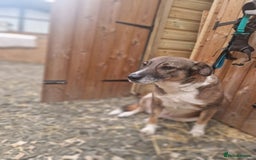 Mixed Breed dogs for adoption: Meet Eileen,  currently residing in Essex  - Advert 6