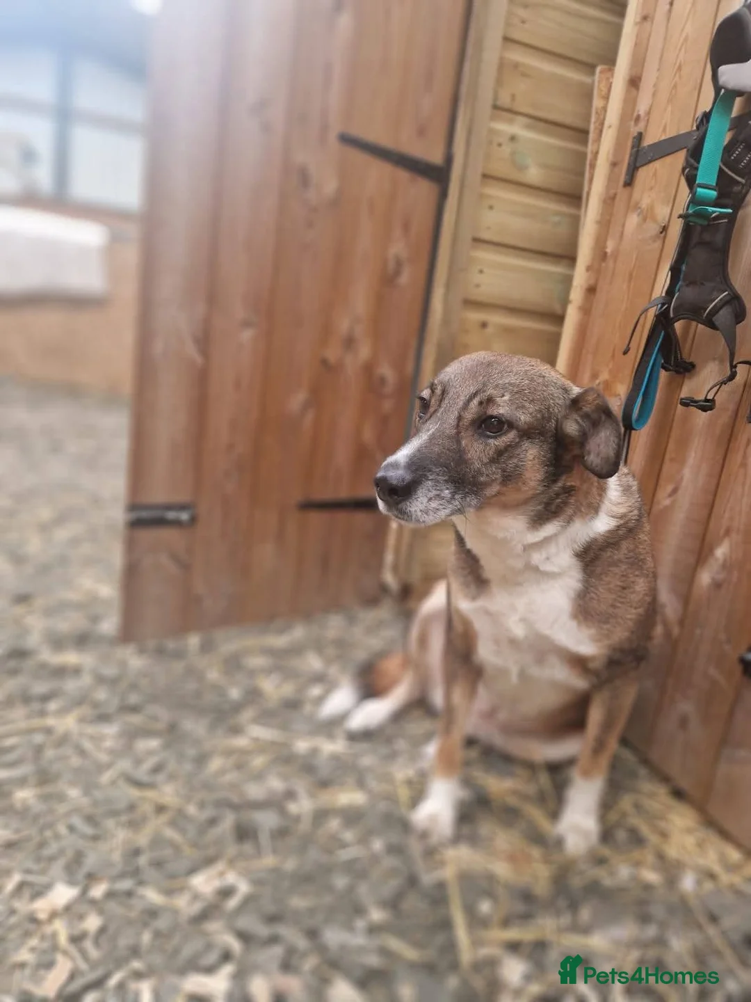 Mixed Breed dogs for adoption: Meet Eileen,  currently residing in Essex  - Advert 6
