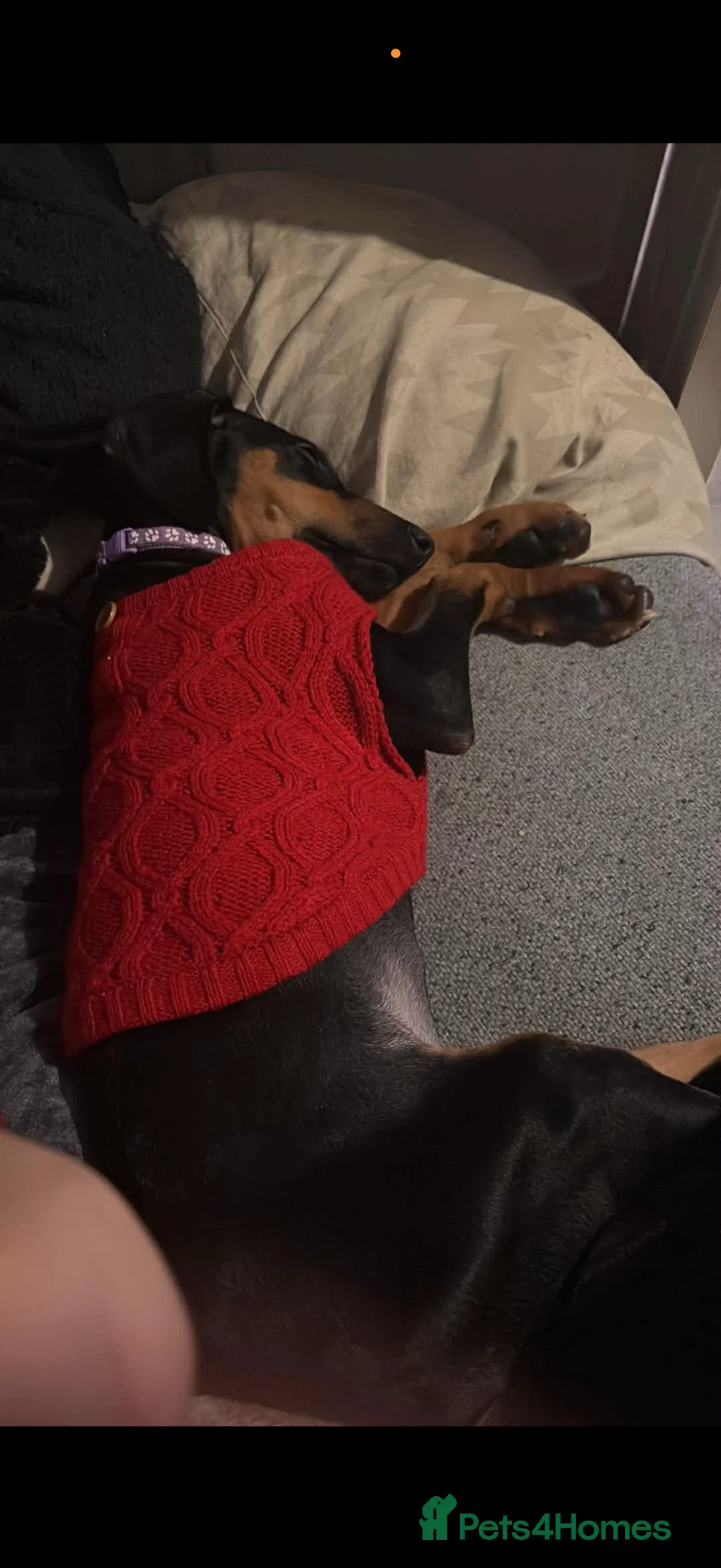 Mixed Breed dogs for sale: Myla Lurcher x Doberman - Advert 7