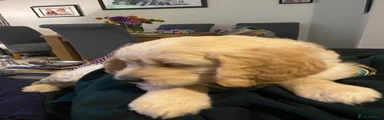 Goldendoodle 1