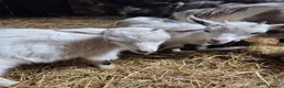 Goats livestock for sale: Pygmy kids to leave as a trio READY NOW  - Advert 2