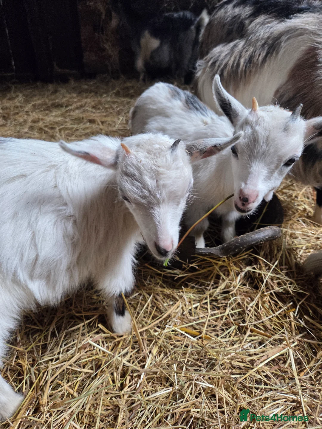 Goats livestock for sale: Pygmy kids to leave as a trio READY NOW  - Advert 2