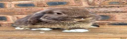 Mini Lop rabbits for sale: Friendly Handled Mini Lop Boy - Advert 2