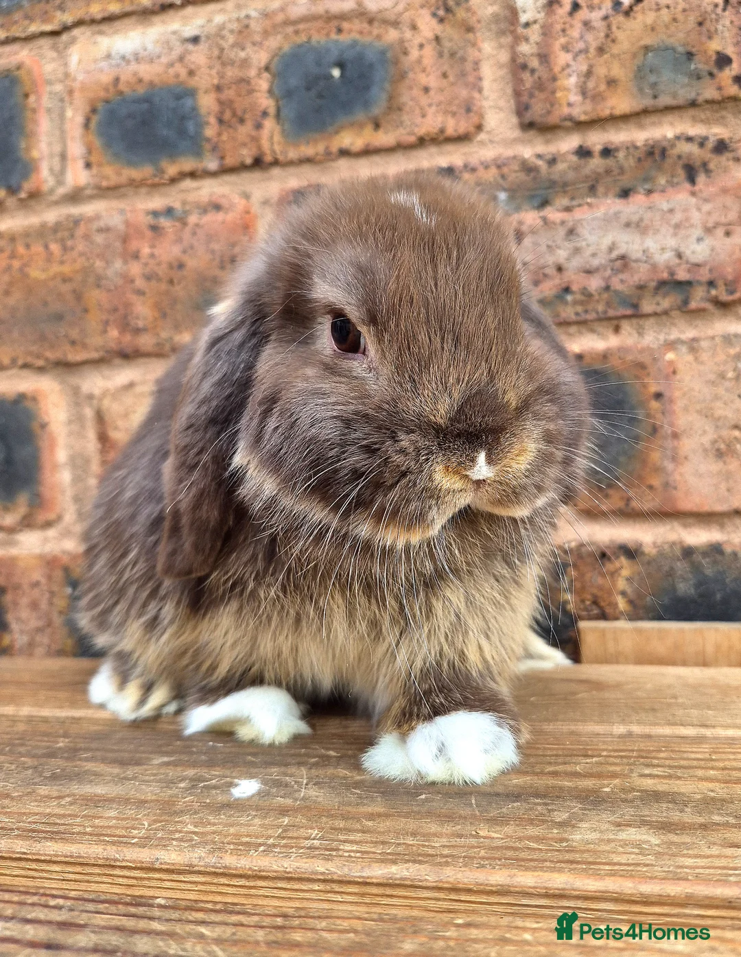 Mini Lop rabbits for sale: Friendly Handled Mini Lop Boy - Advert 2