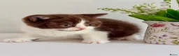British Shorthair cats for sale: Show-quality. BSH. Cinnamon Bi-colour - Advert 5
