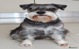 Miniature Schnauzer dogs for sale:  🌟 Adorable Miniature Schnauzer Puppies  - Image 2