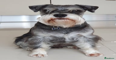 Miniature Schnauzer dogs - Advert 2