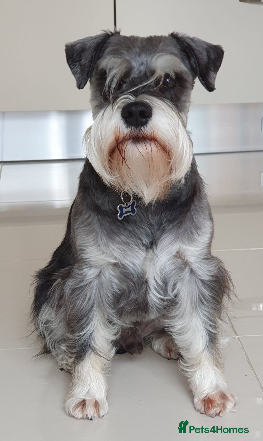 Miniature Schnauzer dogs for sale:  🌟 Adorable Miniature Schnauzer Puppies  - Image 2