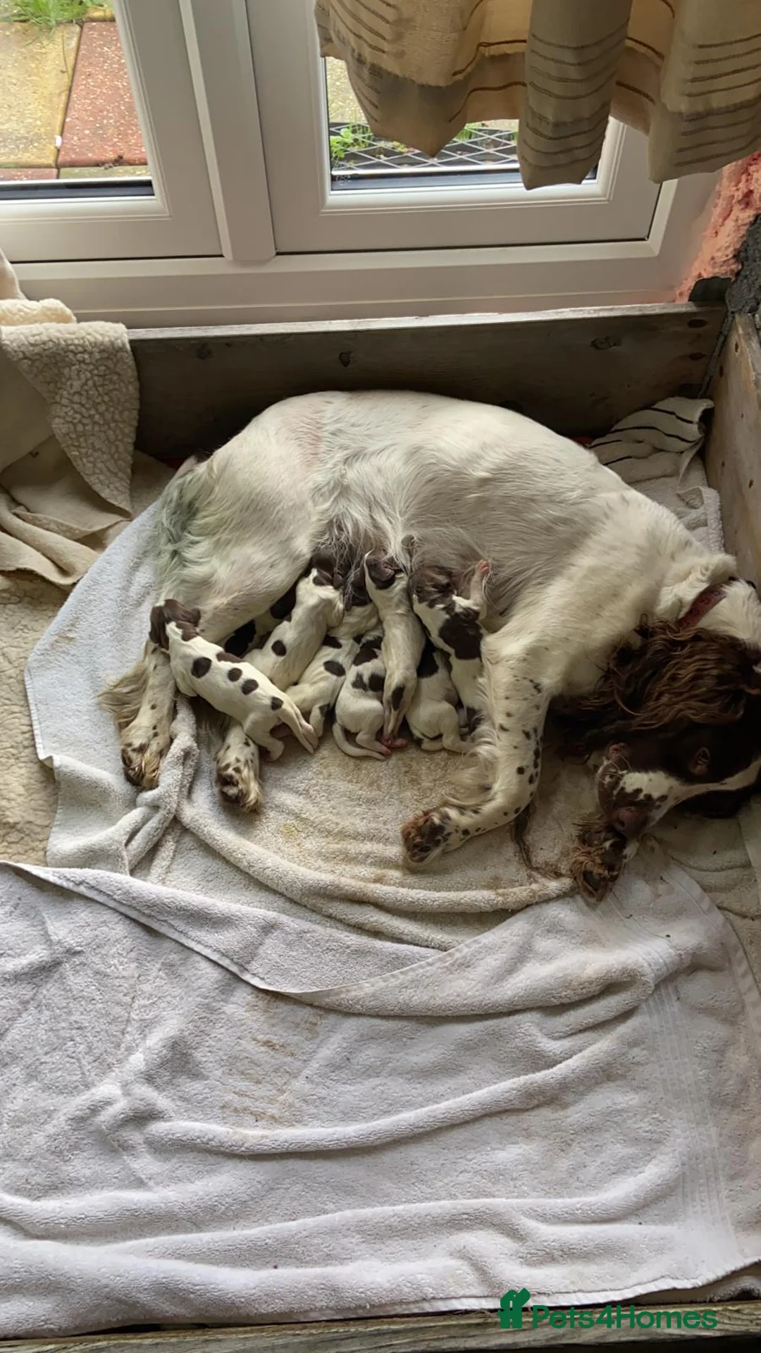 English Springer Spaniel dogs for stud: Working English Springer Spaniel Stud Health Test in Chelmsford - Advert 29