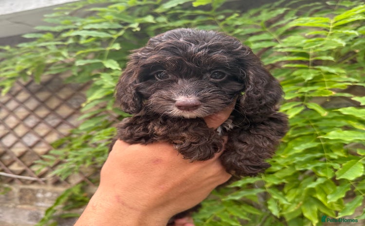 Cockapoo dogs in Southampton - Advert 15