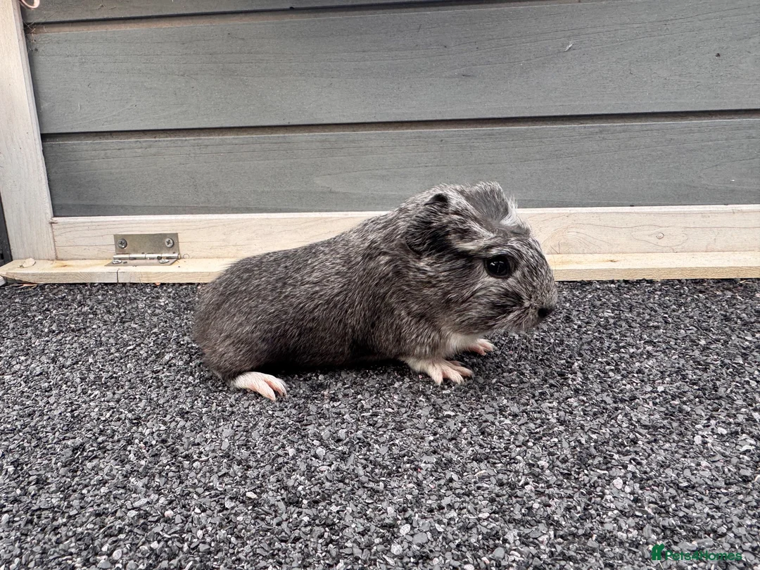 Guinea Pig rodents for sale: 🐹💕 Two Gorgeous Baby Guinea Pigs  - Advert 2