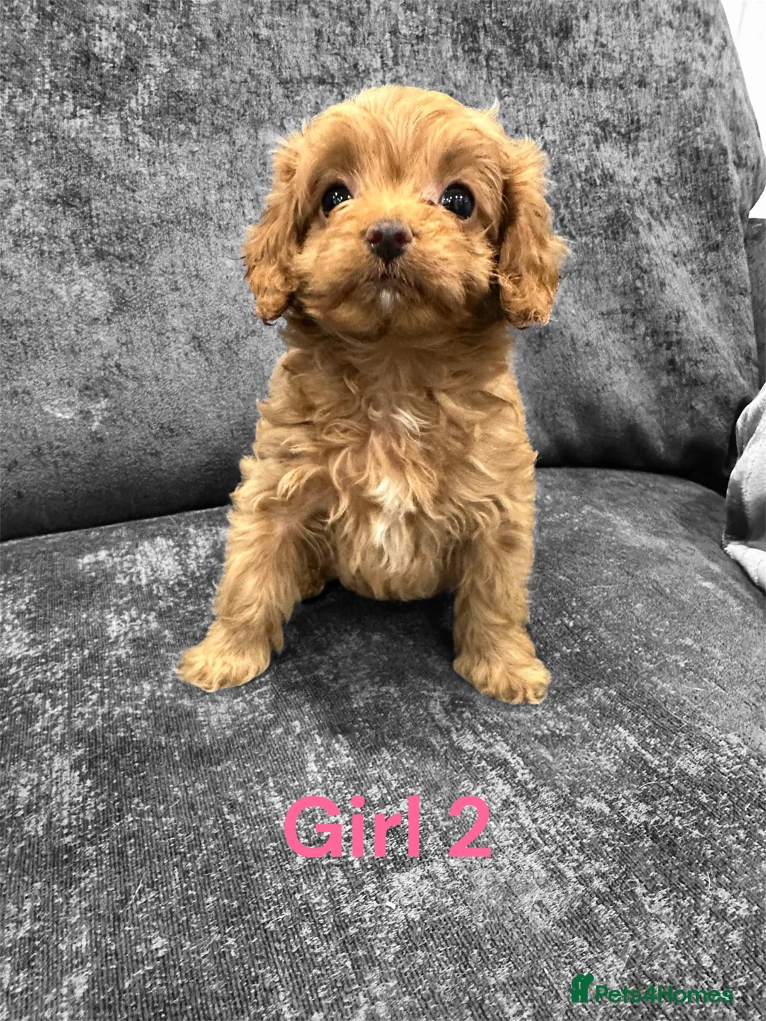 Cavapoo dogs for sale: ** TOY CAVAPOO PUPPIES DNA BVA/PRA CLEAR ** - Advert 2