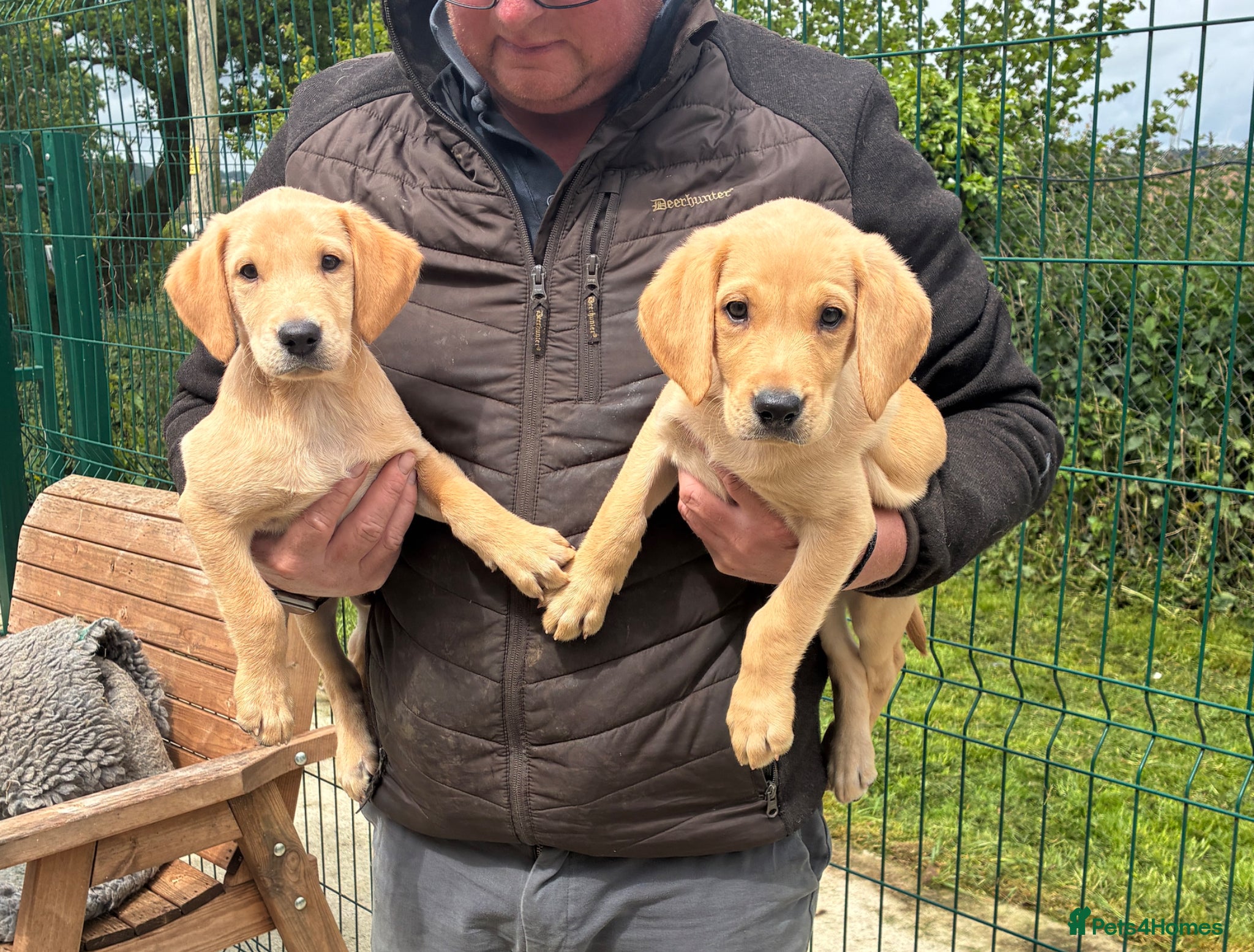 Labrador Retriever dogs Five Star Council Registered Breeders litter - Advert 1