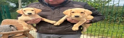 Labrador Retriever dogs for sale: Five Star Council Registered Breeders litter - Advert 1