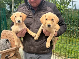 Labrador Retriever dogs for sale: Five Star Council Registered Breeders litter - Advert 2