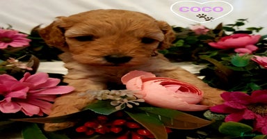 Cavapoo dogs - Advert 3