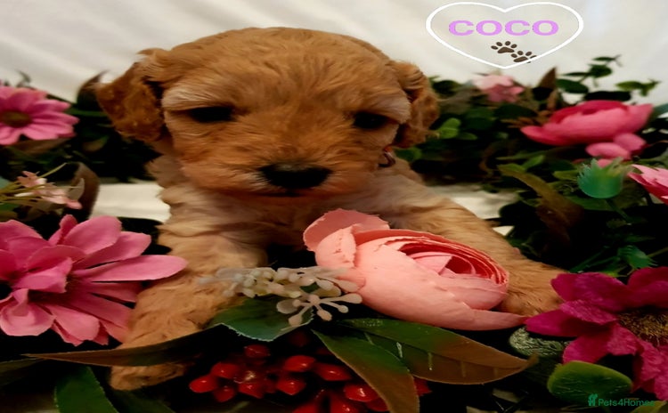 Cavapoo dogs - Advert 5