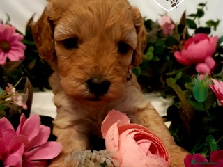 Cavapoo dogs - Advert 23