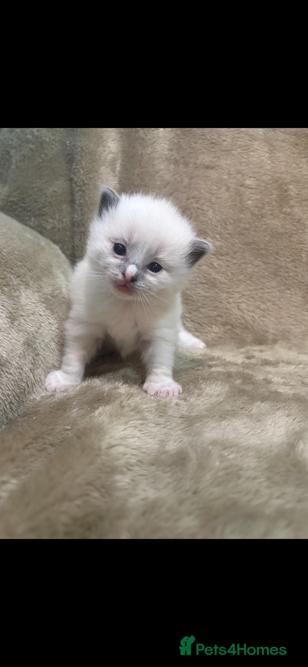 Ragdoll cats for sale: Pedigree ragdolls  - Advert 6