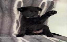 German Shepherd dogs for sale: Exceptional KC Reg DDR GSD Puppies Rare Bloodlines - Image 10