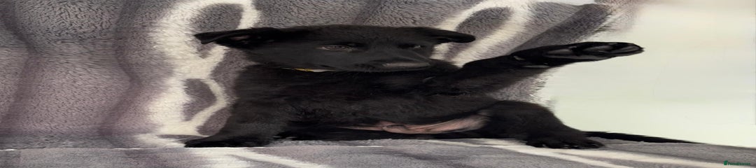 German Shepherd Puppy 10 (Yellow collar)