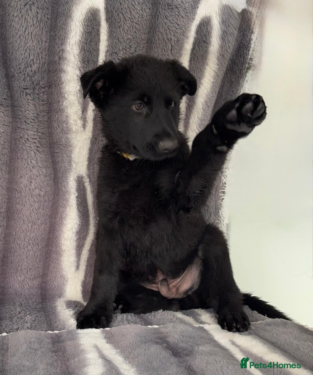 German Shepherd dogs for sale: Exceptional KC Reg DDR GSD Puppies Rare Bloodlines - Image 10